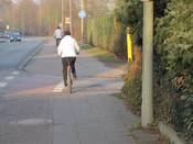 Bild 3: Die Anpflanzungen sind sehr hoch und dicht